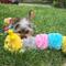 Show in main carousel: Patchwork Pet Squeaky Pastel Caterpillar Dog Toy, 20-in slide 4 of 4