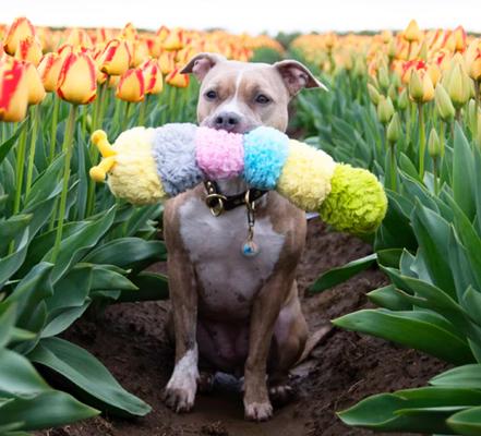 Show full view: Patchwork Pet Squeaky Pastel Caterpillar Dog Toy, 20-in slide 3 of 4