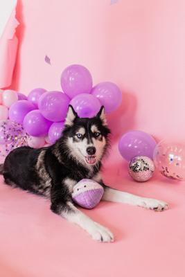 Show full view: Patchwork Pet Tough Prickles Clam with Pearl Dog Toy, 5-in slide 3 of 3