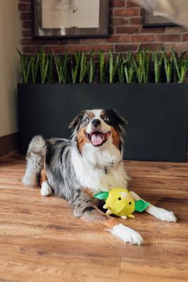 Show full view: Patchwork Pet Tough Prickles Dragon with Knight Dog Toy, 5-in slide 3 of 3