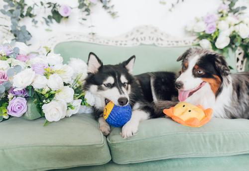 Show full view: Patchwork Pet Tough Prickles Sun with Moon Dog Toy, 5-in slide 3 of 5