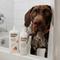 Show in main carousel: Patika Pets Smart Formula Botanical Skin & Coat Cleanser Dog Shampoo, 16.5-fl oz bottle slide 9 of 10