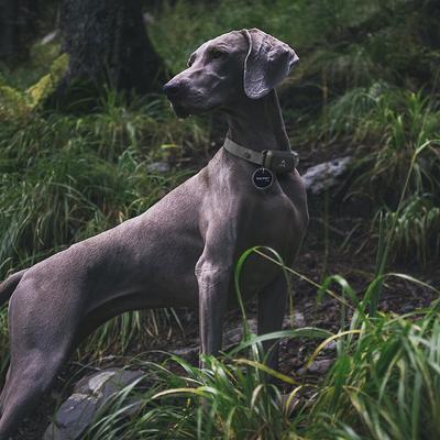 Show full view: PATPET Information Storing NFC Smart Dog & Cat ID Tag slide 3 of 8