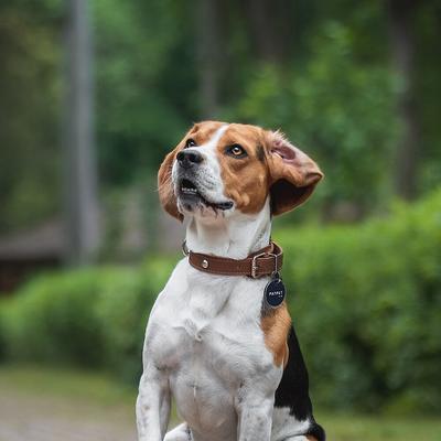 Show full view: PATPET Information Storing NFC Smart Dog & Cat ID Tag slide 4 of 8