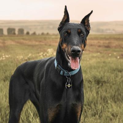 Show full view: PATPET NFC Pet ID Tag & P920 1300-m Remote Dog Training Electric Shock Collar, Meisai, 2 count slide 7 of 11