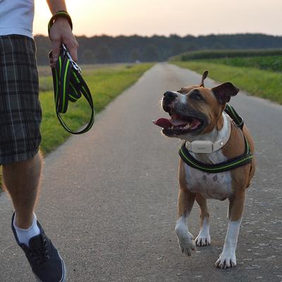 Show full view: PATPET P651A Vibration & Beep Remote Dog Training Collar & NFC ID Tag, Grey slide 8 of 9