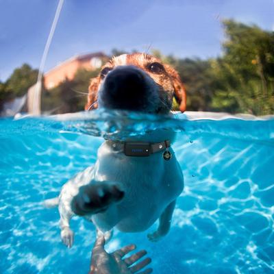 Show full view: PATPET T30 NFC Pet ID Tag & LED 2000-ft Remote Dog Bark Training Collar, Black, 2 count slide 5 of 10