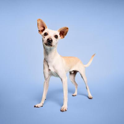 Show full view: Paul Mitchell Pet Awapuhi Shine Dog, Cat & Small Pet Spray, 8.5-fl oz bottle slide 3 of 7