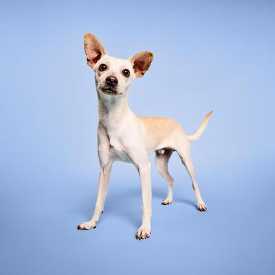 Show full view: Paul Mitchell Pet Bug Away Dog, Cat & Small Pet Spray, 8.5-fl oz bottle slide 4 of 6