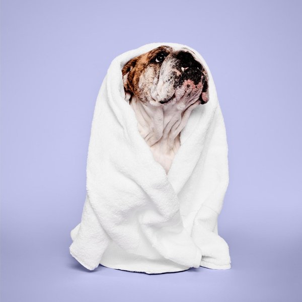 Show full view: Paul Mitchell Pet Calming Lavender Mint Dog, Cat & Small Pet Spray, 8.5-fl oz bottle slide 4 of 6
