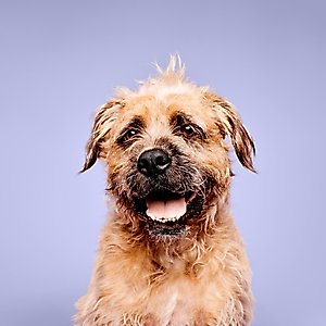Paul Mitchell Pet Calming Lavender Mint Dog, Cat & Small Pet Spray, 8.5-fl oz bottle