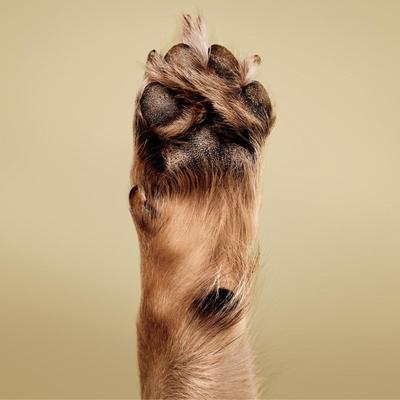 Show full view: Paul Mitchell Pet Soothing Oatmeal Dog, Cat & Small Pet Conditioner, 16.9-fl oz bottle slide 4 of 8