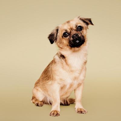 Show full view: Paul Mitchell Pet Soothing Oatmeal Dog, Cat & Small Pet Shampoo, 16.9-fl oz bottle slide 3 of 8