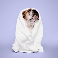 Paul Mitchell Pet Super Bright Dog, Cat & Small Pet Shampoo, 16.9-fl oz bottle slide 2 of 6