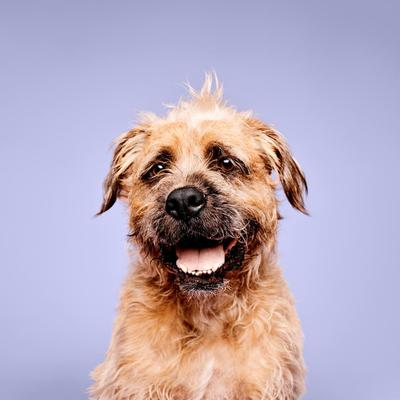 Show full view: Paul Mitchell Pet Super Bright Dog, Cat & Small Pet Shampoo, 16.9-fl oz bottle slide 3 of 7