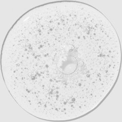 Paul Mitchell Pet Tear-Free Dog, Cat & Small Pet Shampoo, 16.9-fl oz bottle slide 2 of 7