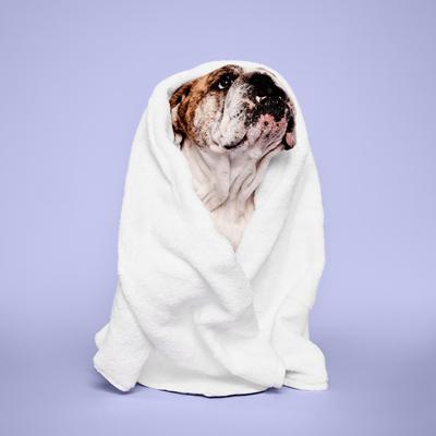 Show full view: Paul Mitchell Pet Tear-Free Dog, Cat & Small Pet Shampoo, 16.9-fl oz bottle slide 3 of 8