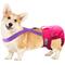 Show in main carousel: Paw Inspired Dog Diaper Suspenders, Purple, Medium/Large slide 4 of 10