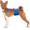 Show in main carousel: Paw Inspired Dog Diaper Suspenders, Purple, Medium/Large slide 5 of 10