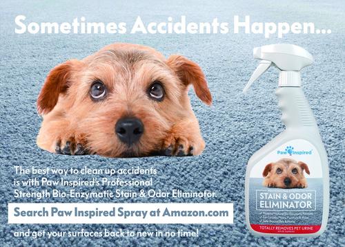 Show full view: Paw Inspired Ultra Protection Disposable Belly Band Male Dog Wraps, Small slide 5 of 8