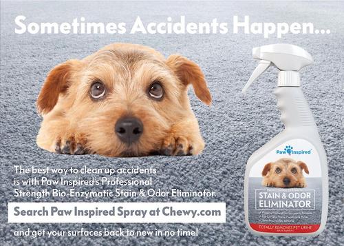 Show full view: Paw Inspired Washable Female Dog Diapers, Small: 12 to 17-in waist, 3 count slide 8 of 10