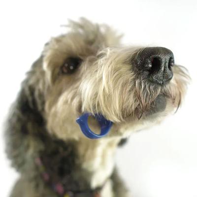 Show full view: Paw Ready BrushMate Biteblock Dog Teeth Cleaning Aid, Blue, Medium slide 5 of 10