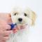 Show in main carousel: Paw Ready BrushMate Biteblock Dog Teeth Cleaning Aid, Blue, Small slide 5 of 11