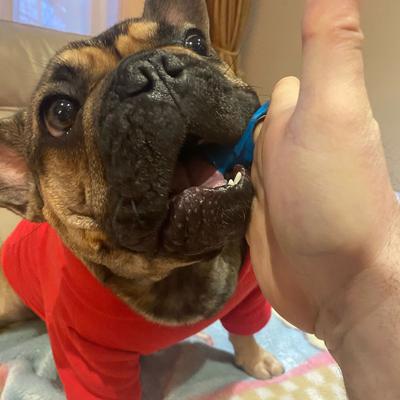 Show full view: Paw Ready BrushMate Biteblock Dog Teeth Cleaning Aid, Blue, Small slide 8 of 11