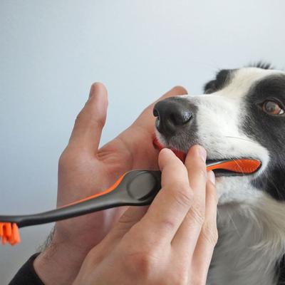 Show full view: Paw Ready BrushMate Toothbrush, Small Brushing Assistant & Enzymatic Banana Mint Flavor Toothpaste for Small Dogs & Cats, 70-gram bottle slide 6 of 12