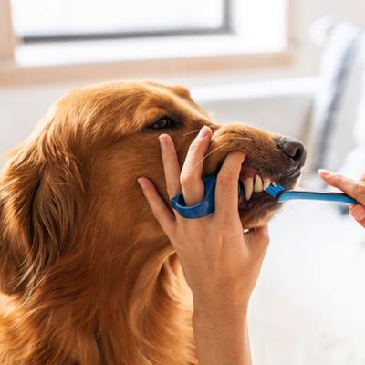 Show full view: Paw Ready BrushMate Toothbrush, Small Brushing Assistant & Enzymatic Banana Mint Flavor Toothpaste for Small Dogs & Cats, 70-gram bottle slide 5 of 12