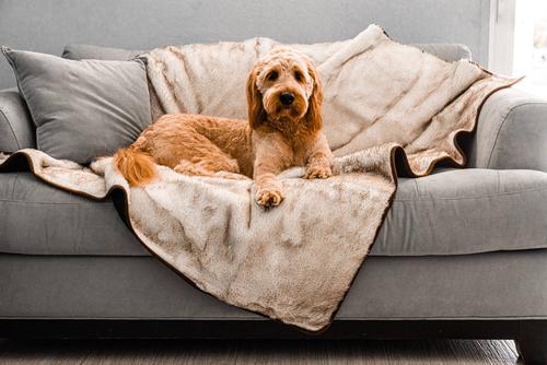 Show full view: PawBrands PupProtector Cool Comfort Waterproof Throw Dog Blanket, White, Original slide 1 of 3