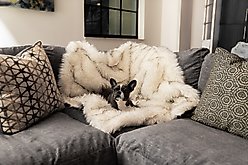 PawBrands PupProtector Premium Faux Fur Waterproof Throw Blanket, White, Original