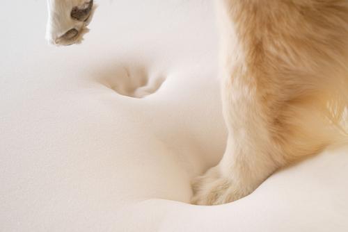 Show full view: PawBrands PupRug Premium Animal Print Human Grade Memory Foam Dog Bed, Brown Faux Cowhide, Junior slide 6 of 7