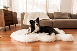 PawBrands PupRug Premium Faux Fur Human Grade Orthopedic Memory Foam Dog Bed, Polar White, Giant