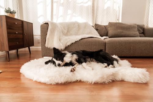 Show full view: PawBrands PupRug Premium Faux Fur Human Grade Orthopedic Memory Foam Dog Bed, White, Medium slide 6 of 7