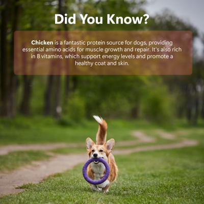 Show full view: Pawfect Woofur Gourmet Chicken Air-Dried All Natural Grain-Free Jerky Dog Training Treat, 1.76-oz bag slide 7 of 10