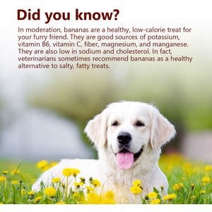 Pawfect All Natural Peanut Butter with Banana & Flaxseeds Grain-Free Food Topper & Lickable Dog Treat, 9.7-oz jar