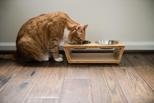Show full view: Pawfect Pets Premium Non-Skid Elevated Dog & Cat Bowl, 2.5-cup slide 6 of 12