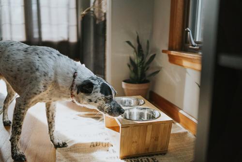 Show full view: Pawfect Pets Premium Non-Skid Elevated Dog & Cat Bowl, 6-cup slide 5 of 11