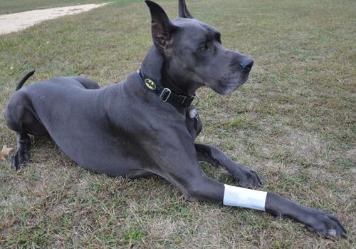 Show full view: PawFlex Basic Disposable Dog Bandage, 4 count, Large/X-Large slide 5 of 12