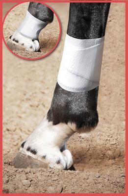 Show full view: PawFlex Equine BandaFlex Disposable Horse Bandage, 20 count, Small slide 4 of 8