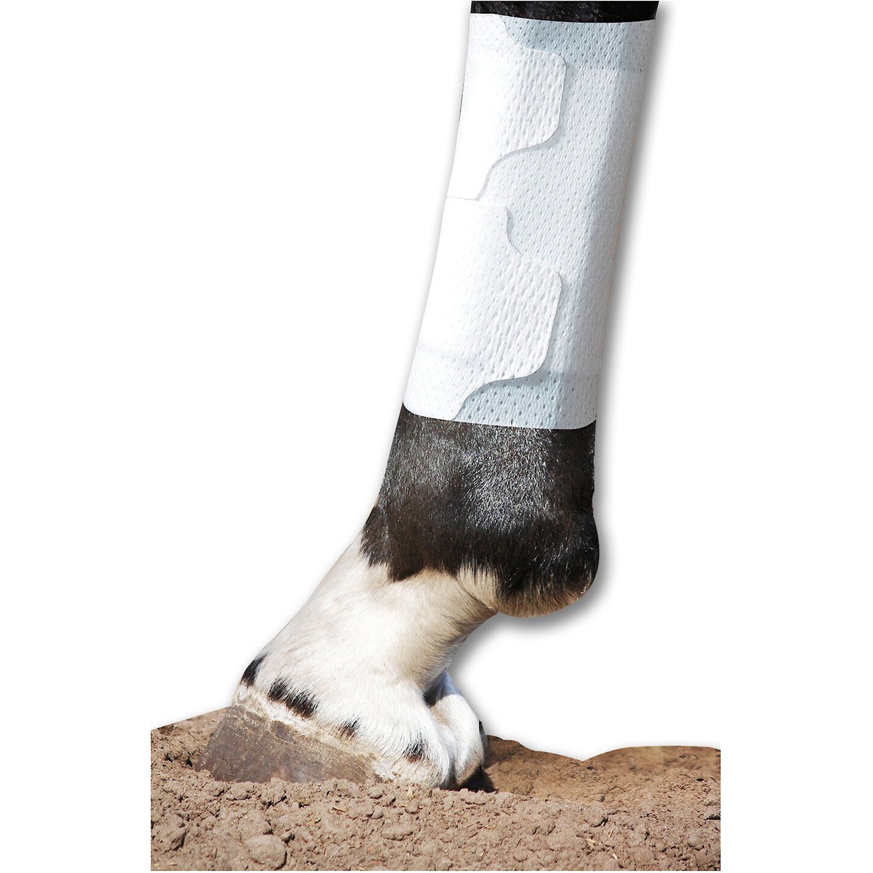 PawFlex Equine BandaFlex Disposable Horse Bandage, 20 count, Large