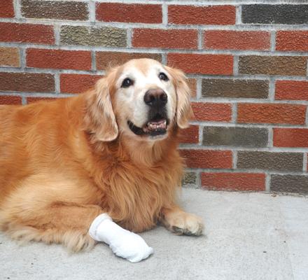 Show full view: PawFlex MediMitt Disposable Bandage, 4 count, X-Large + Ultra Paws Wound Dog Boot, Large slide 5 of 9