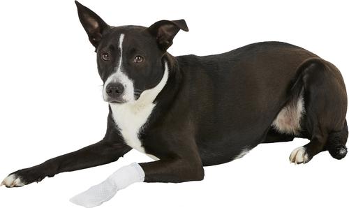 Show full view: PawFlex MediMitt Disposable Dog Bandage, 4 count, Medium slide 10 of 13