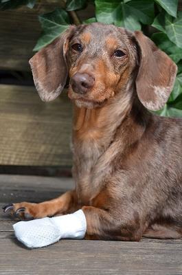 Show full view: PawFlex MediMitt Disposable Dog Bandage, 4 count, X-Large slide 5 of 13