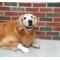 Show in main carousel: PawFlex MediMitt Disposable Dog Bandage, 4 count, X-Small slide 4 of 13