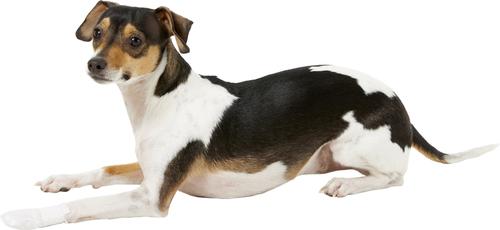 Show full view: PawFlex MediMitt Disposable Dog Bandage, 4 count, X-Small slide 10 of 13