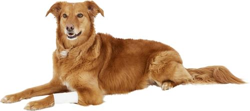 Show full view: PawFlex Protective Sleeve Disposable Dog Bandage Cover 3 count, Large slide 10 of 13