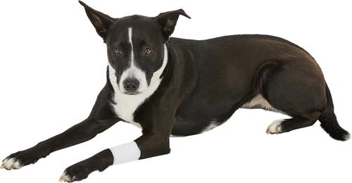 Show full view: PawFlex Protective Sleeve Disposable Dog Bandage Cover, 3 count, Medium slide 10 of 13