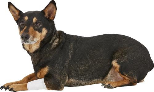 Show full view: PawFlex Protective Sleeve Disposable Dog Bandage Cover, 3 count, Small slide 10 of 13